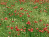 Primavera al Laghetto Cantone nel Parco del Roccolo